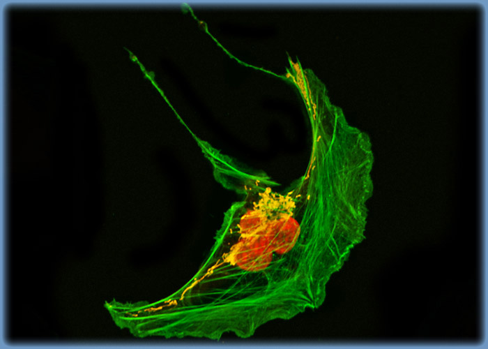 U-2 OS Cells Triple Labeled with BODIPY FL, MitoTracker Red CMXRos, and TO-PRO-3