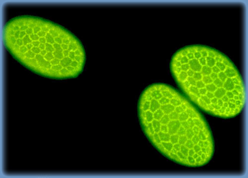 Pollen Grain Autofluorescence