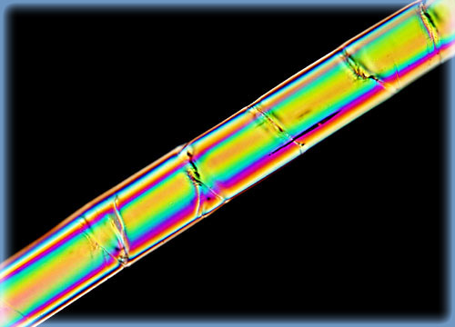 Spectra 1000 Fiber