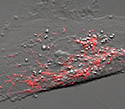 Gray Fox Lung Fibroblast Cells with Kindling Red Mitochondria