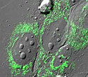 Human Osteosarcoma Epithelial Cells with EYFP Mitochondria