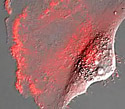 Human Glioblastoma Epithelial Cells with mCherry Actin