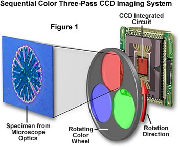 Digital Imaging in Optical Microscopy - Concepts in Digital Imaging ...