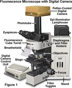 Digital Imaging In Optical Microscopy | 奥林巴斯生物显微镜