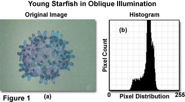 Digital Imaging In Optical Microscopy - Recommended Strategy For ...