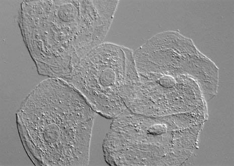 Human Cheek Epithelial Cells