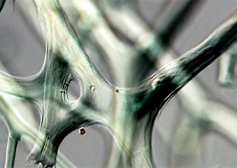 Commercial Sponge Fibers