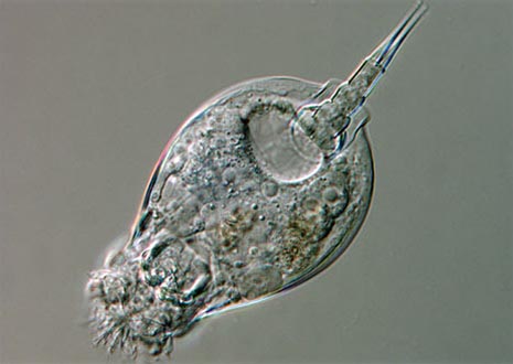 Euchlanis Rotifer