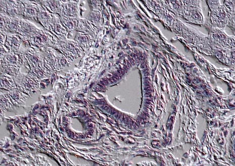 Mammalian Liver Thin Section