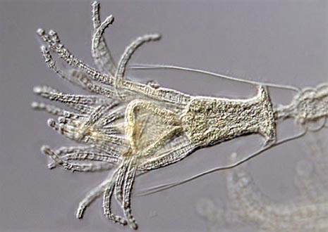 Obelia Hydroid