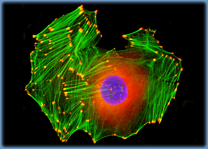 Embryonic Swiss Mouse Fibroblast Cells (3T3)