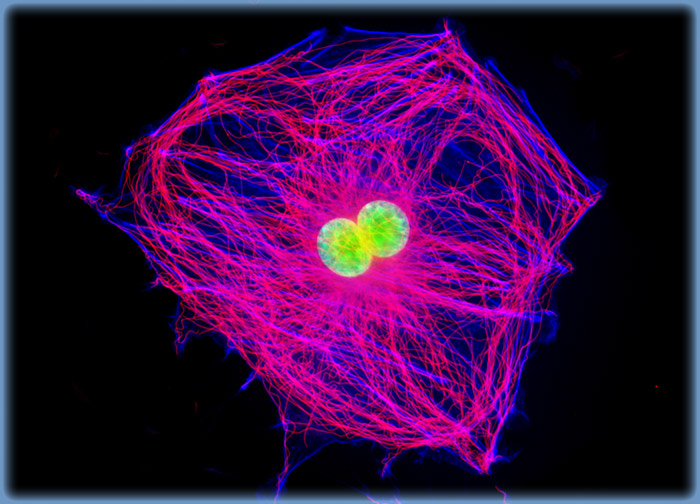 Embryonic Swiss Mouse Fibroblast Cells (3T3)