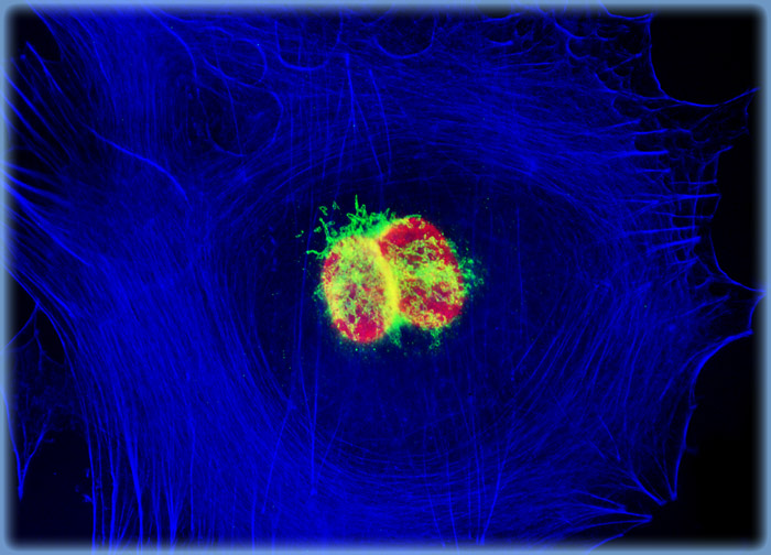 Embryonic Swiss Mouse Fibroblast Cells (3T3)