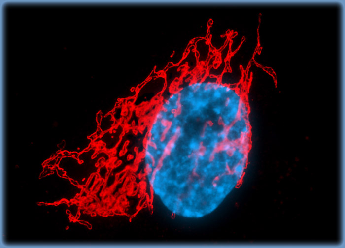 Embryonic Swiss Mouse Fibroblast Cells (3T3)