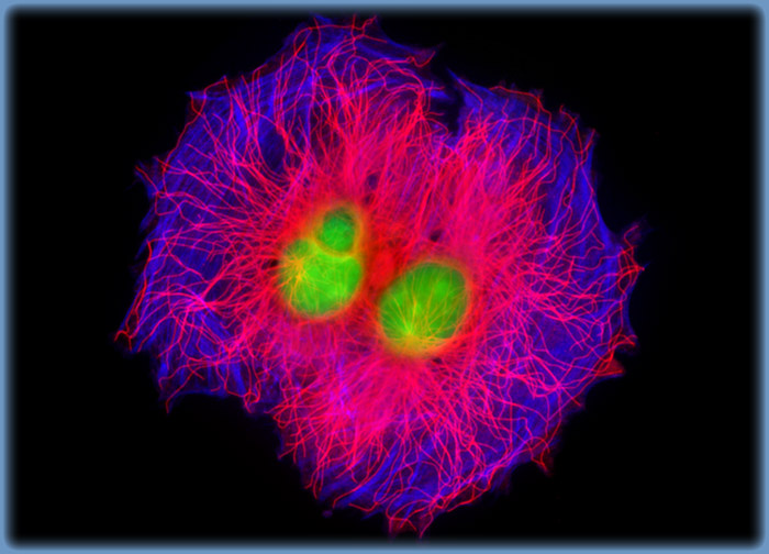 Embryonic Rat Thoracic Aorta Medial Layer Myoblast Cells (A-10 Line)