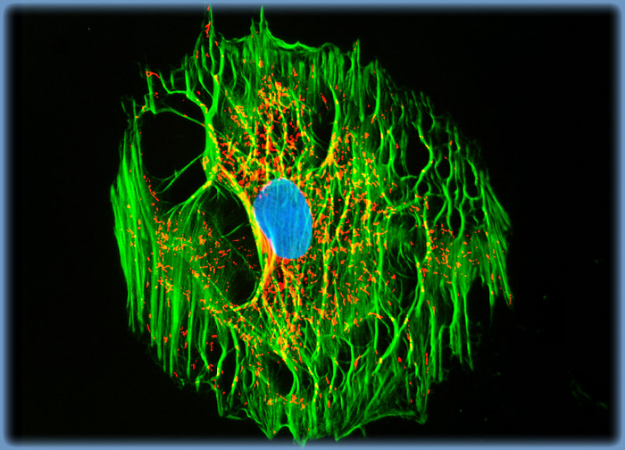 Embryonic Rat Thoracic Aorta Medial Layer Myoblast Cells (A-10 Line)