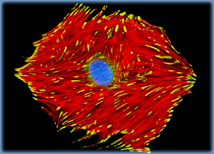 Embryonic Rat Thoracic Aorta Medial Layer Myoblast Cells (A-10 Line)