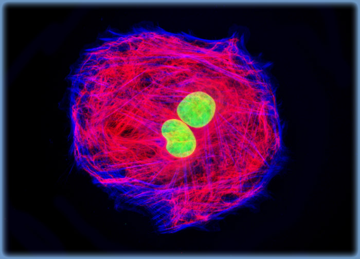 Embryonic Rat Thoracic Aorta Medial Layer Myoblast Cells (A-10 Line)