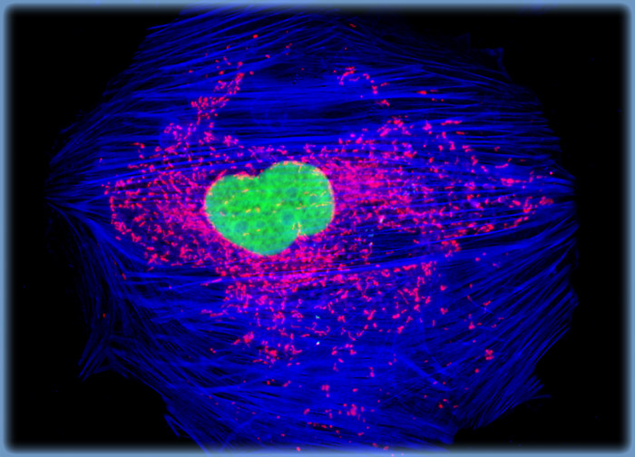 Embryonic Rat Thoracic Aorta Medial Layer Myoblast Cells (A-10 Line)