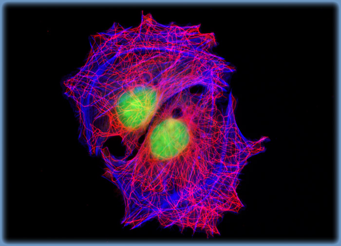 Embryonic Rat Thoracic Aorta Medial Layer Myoblast Cells (A-10 Line)