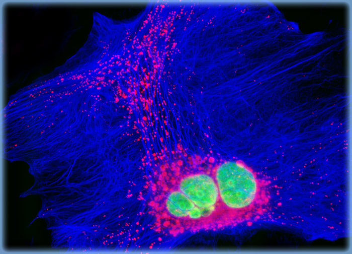 Human Lung Carcinoma Cells (A-549 Line)