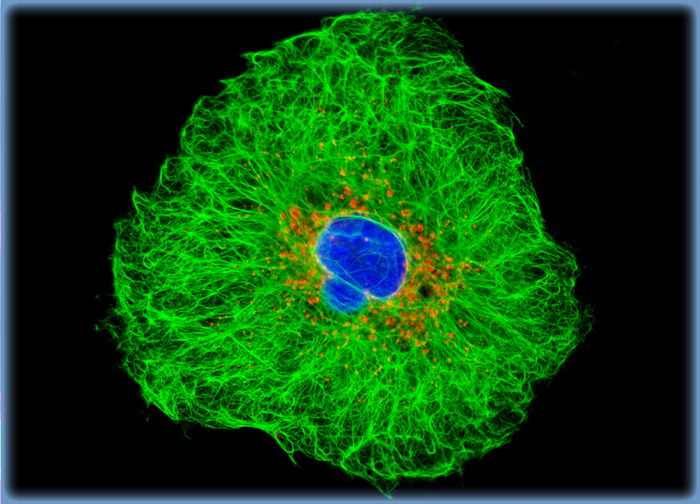 Human Lung Carcinoma Cells (A-549 Line)