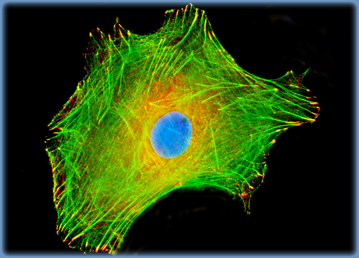 Human Lung Carcinoma Cells (A-549 Line)