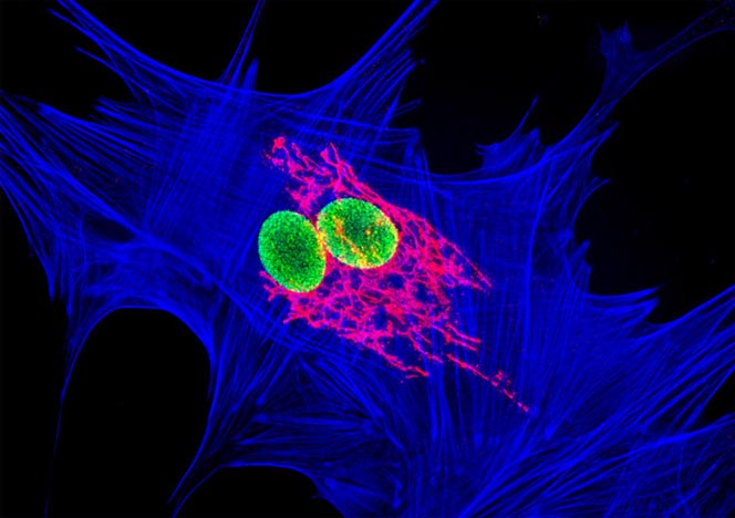 Mongoose Skin Fibroblast Cells (APM)