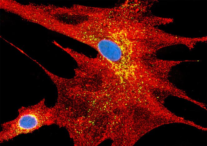 Mongoose Skin Fibroblast Cells (APM)