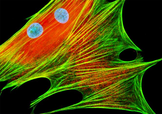 Mongoose Skin Fibroblast Cells (APM)