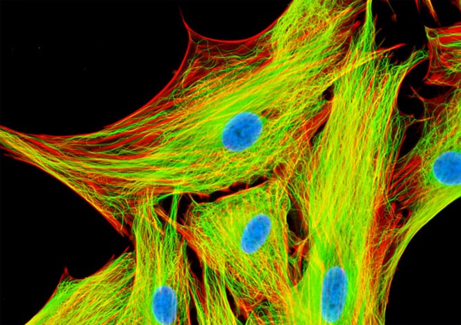 Mongoose Skin Fibroblast Cells (APM)