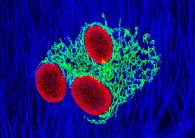 Mongoose Skin Fibroblast Cells (APM)