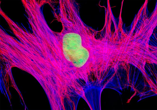 Mongoose Skin Fibroblast Cells (APM)