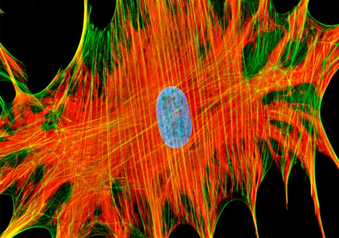 Mongoose Skin Fibroblast Cells (APM)