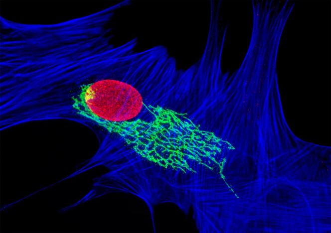 Mongoose Skin Fibroblast Cells (APM)