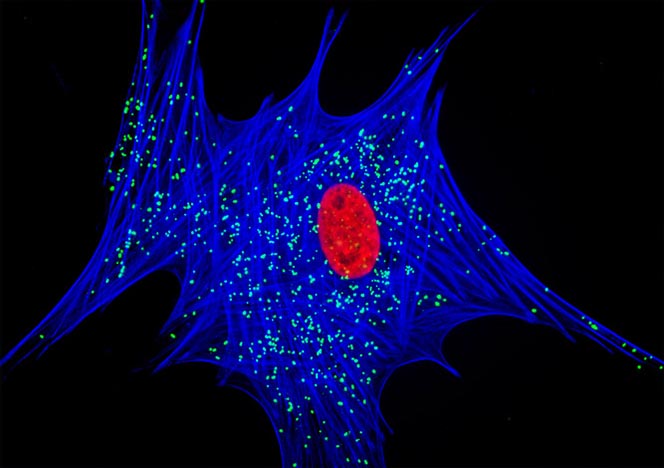 Mongoose Skin Fibroblast Cells (APM)