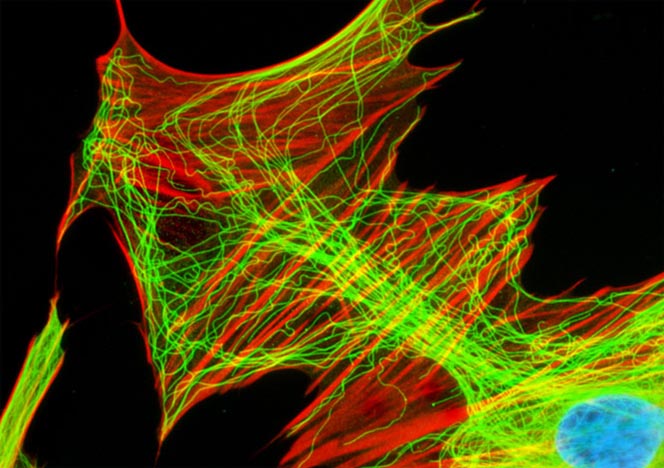 Mongoose Skin Fibroblast Cells (APM)