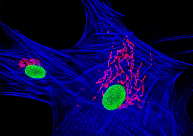 Mongoose Skin Fibroblast Cells (APM)