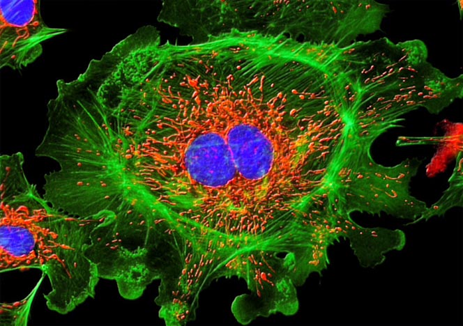 Pulmonary Artery Cells Triple Labeled with MitoTracker Red CMXRos, BODIPY FL, and TO-PRO-3