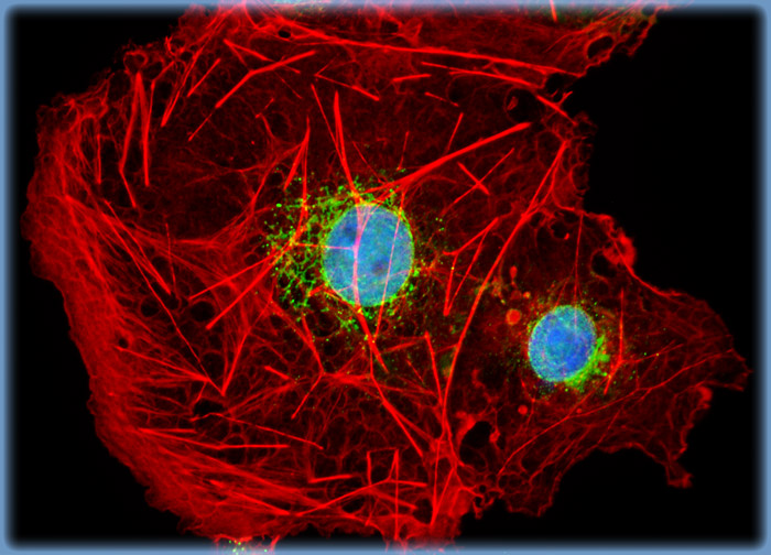 Transformed African Green Monkey Kidney Fibroblast Cells (COS-7 Line)