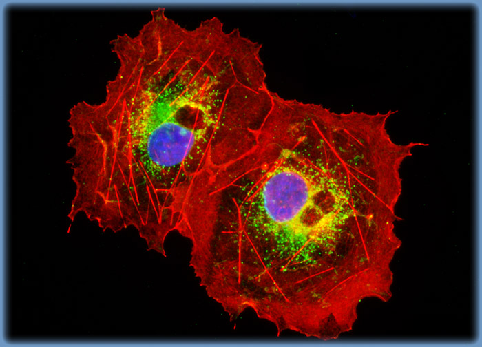 Transformed African Green Monkey Kidney Fibroblast Cells (COS-7 Line)