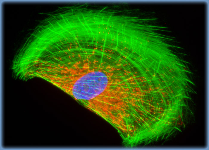 Rat Jejunum Myenteric Plexus Enteroglial Cells (EGC/PK060399egfr Line)