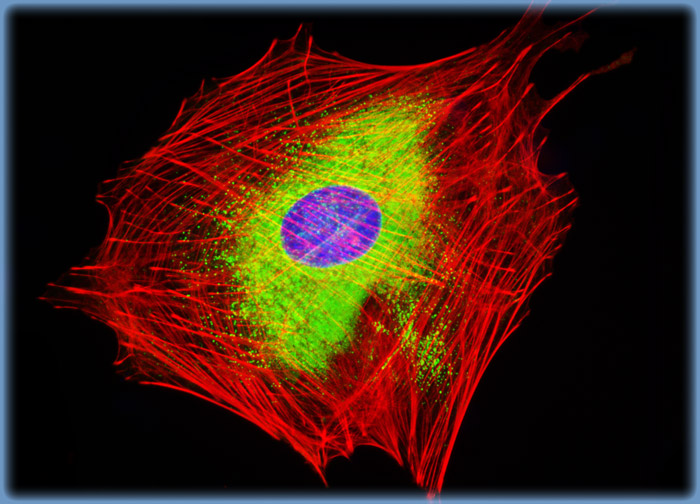 Rat Jejunum Myenteric Plexus Enteroglial Cells (EGC/PK060399egfr Line)