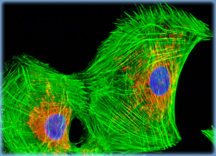 Rat Jejunum Myenteric Plexus Enteroglial Cells (EGC/PK060399egfr Line)