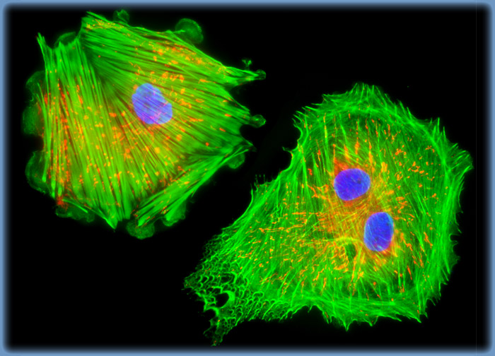 Mink Uterus Endometrium Epithelial Cells (GMMe Line)