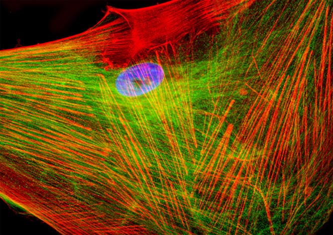 Human Cortical Neuronal Cells (HCN-1A Line)