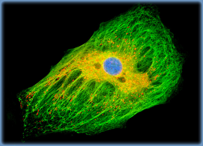 Tahr Ovary Epithelial Cells (HJ1.Ov Line)