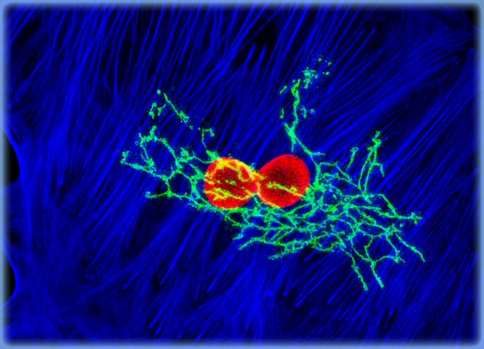 Tahr Ovary Epithelial Cells (HJ1.Ov Line)