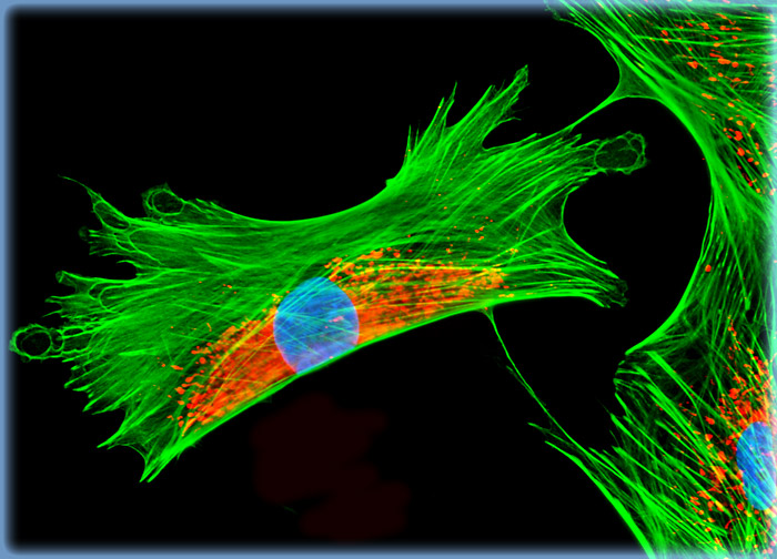 Tahr Ovary Epithelial Cells (HJ1.Ov Line)