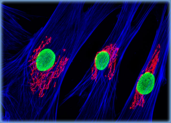 Tahr Ovary Epithelial Cells (HJ1.Ov Line)